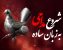 راهنمای شروع مداحی برای مبتدیان